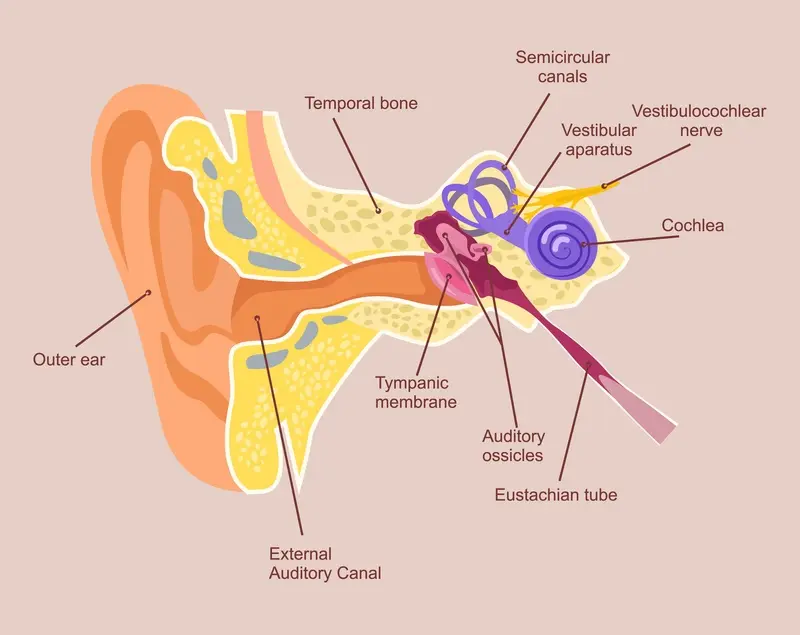 Willoughby Health Are crystals in your ear from BPPV causing your